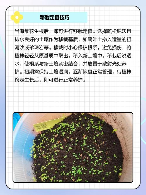 海棠花秋季的养殖方法，怎么扦插，秋季海棠花怎么浇水？-第6张图片-优品飞百科