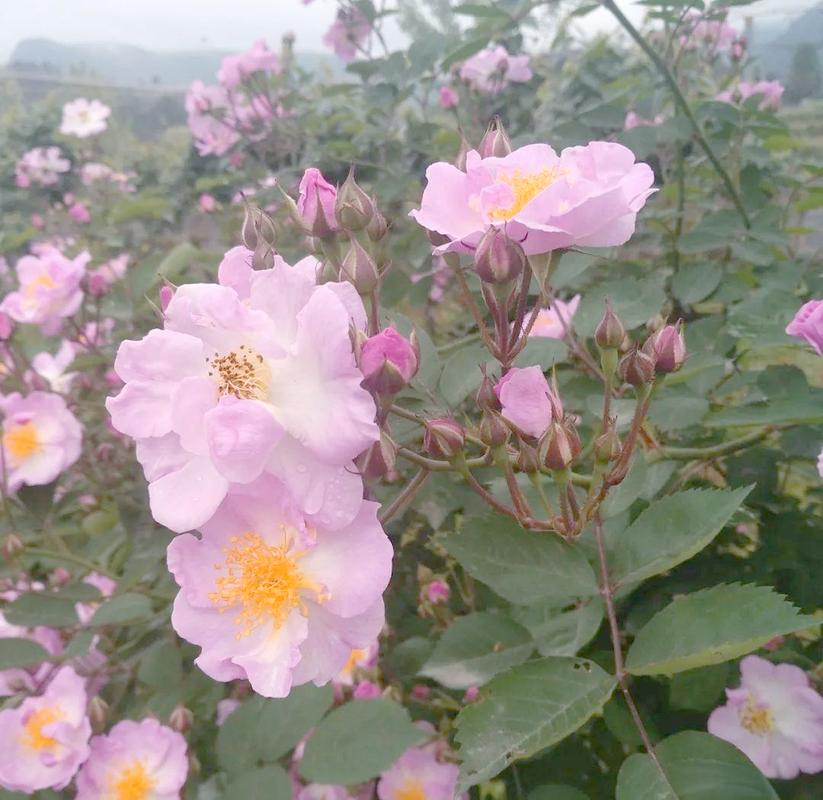 遵义适合养什么花，市花和市树是什么，贵州遵义适合种什么花