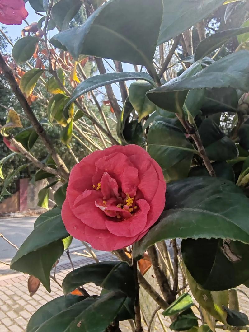 遵义适合养什么花,市花和市树是什么,贵州遵义适合种什么花-第3张图片-优品飞百科 遵义适合养什么花,市花和市树是什么,贵州遵义适合种什么花-第3张图片-优品飞百科