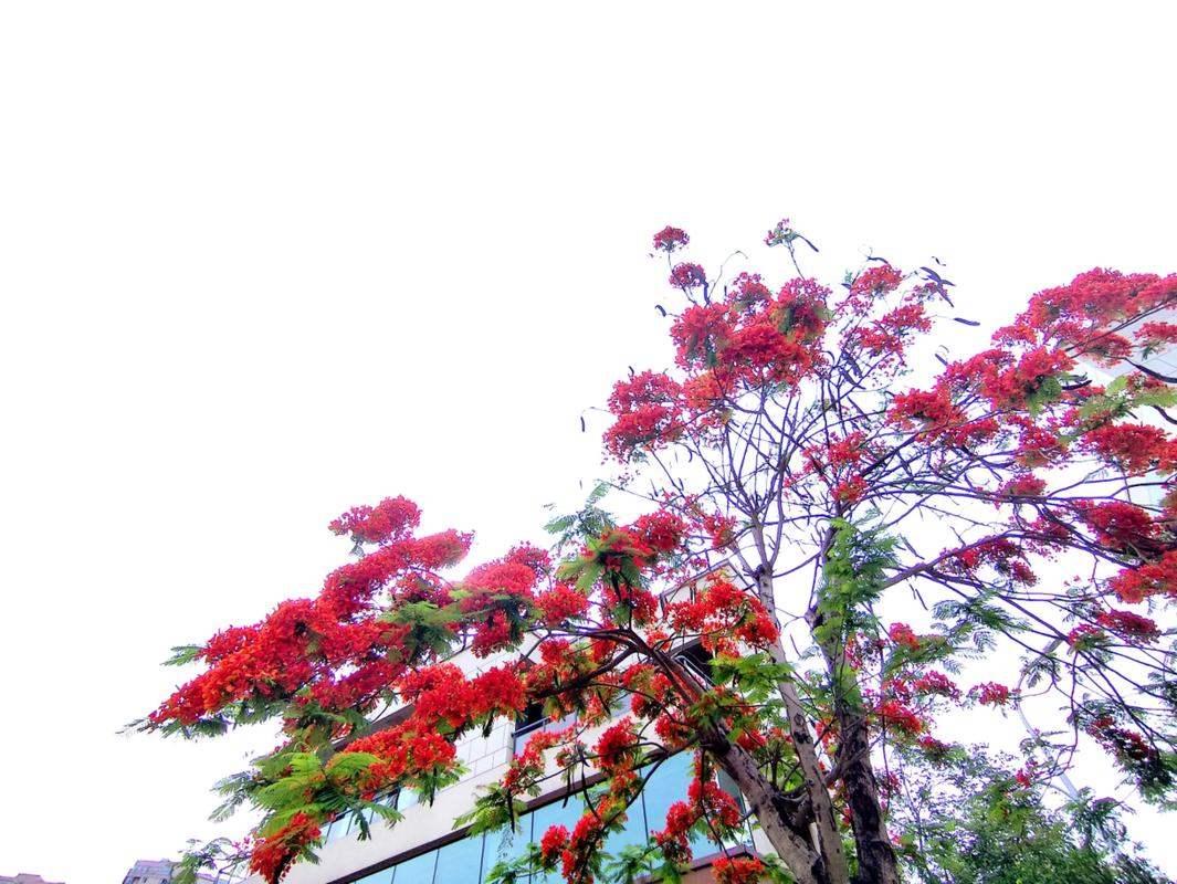 遵义适合养什么花,市花和市树是什么,贵州遵义适合种什么花-第4张图片-优品飞百科 遵义适合养什么花,市花和市树是什么,贵州遵义适合种什么花-第4张图片-优品飞百科