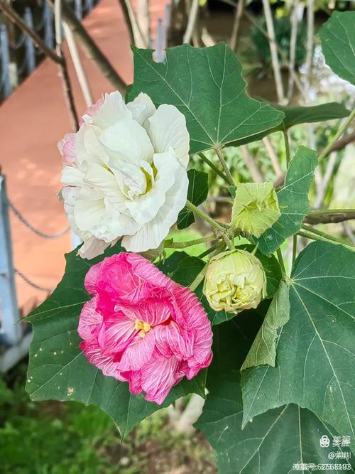 遵义适合养什么花,市花和市树是什么,贵州遵义适合种什么花-第5张图片-优品飞百科 遵义适合养什么花,市花和市树是什么,贵州遵义适合种什么花-第5张图片-优品飞百科