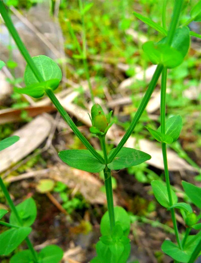 地耳草的功效与作用?地耳草的功效与作用主要治什么病?-第1张图片-优品飞百科 地耳草的功效与作用?地耳草的功效与作用主要治什么病?-第1张图片-优品飞百科