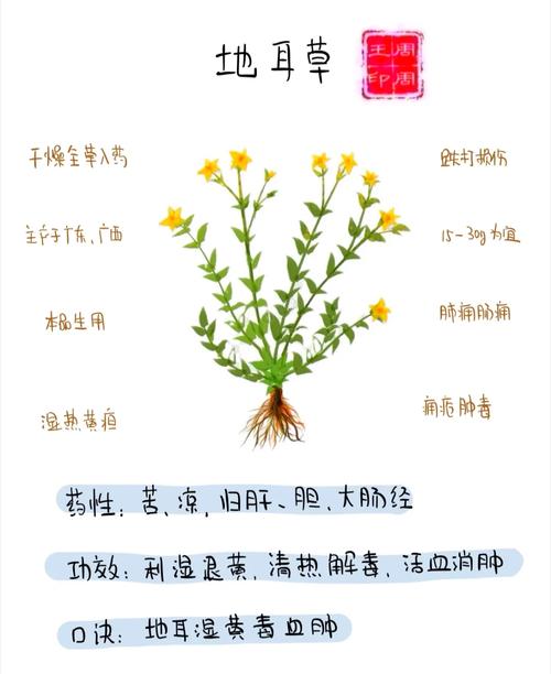 地耳草的功效与作用?地耳草的功效与作用主要治什么病?-第2张图片-优品飞百科 地耳草的功效与作用?地耳草的功效与作用主要治什么病?-第2张图片-优品飞百科