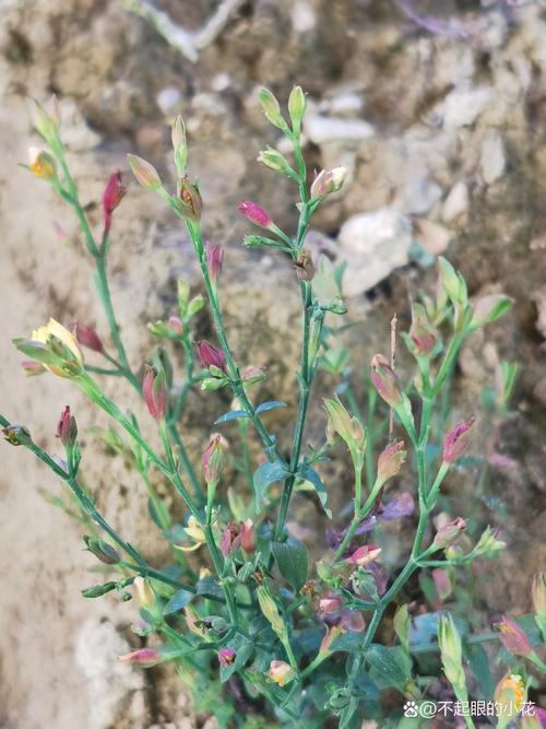 地耳草的功效与作用?地耳草的功效与作用主要治什么病?-第4张图片-优品飞百科 地耳草的功效与作用?地耳草的功效与作用主要治什么病?-第4张图片-优品飞百科