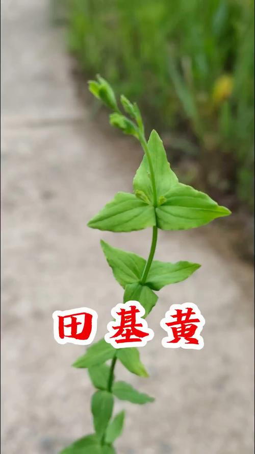 地耳草的功效与作用?地耳草的功效与作用主要治什么病?-第5张图片-优品飞百科 地耳草的功效与作用?地耳草的功效与作用主要治什么病?-第5张图片-优品飞百科