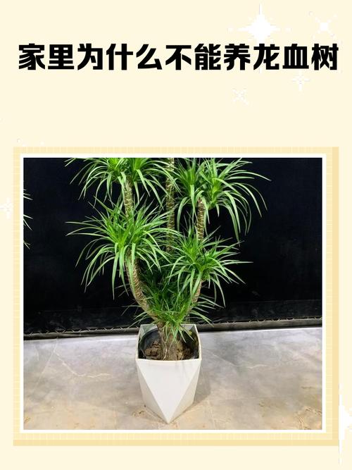 龙血树可以在家养吗？龙血树能不能在家养？-第1张图片-优品飞百科