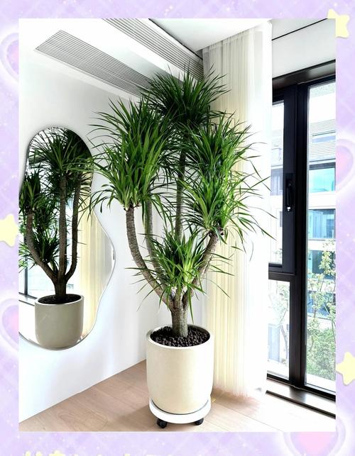 龙血树可以在家养吗？龙血树能不能在家养？-第2张图片-优品飞百科