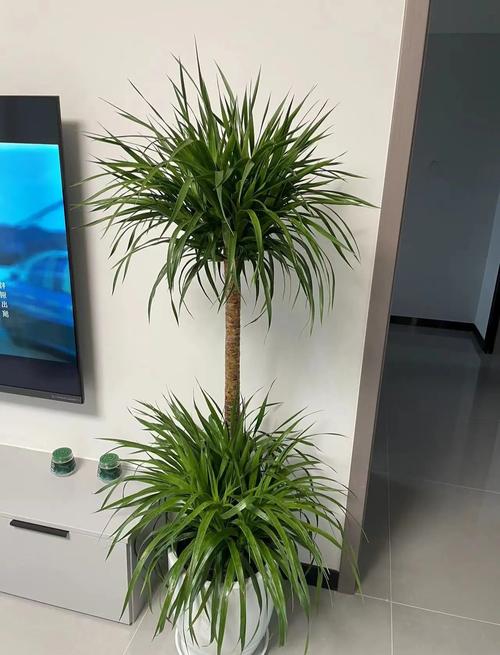 龙血树可以在家养吗？龙血树能不能在家养？-第3张图片-优品飞百科