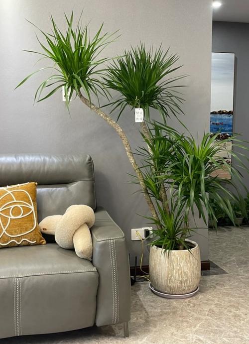 龙血树可以在家养吗？龙血树能不能在家养？-第4张图片-优品飞百科