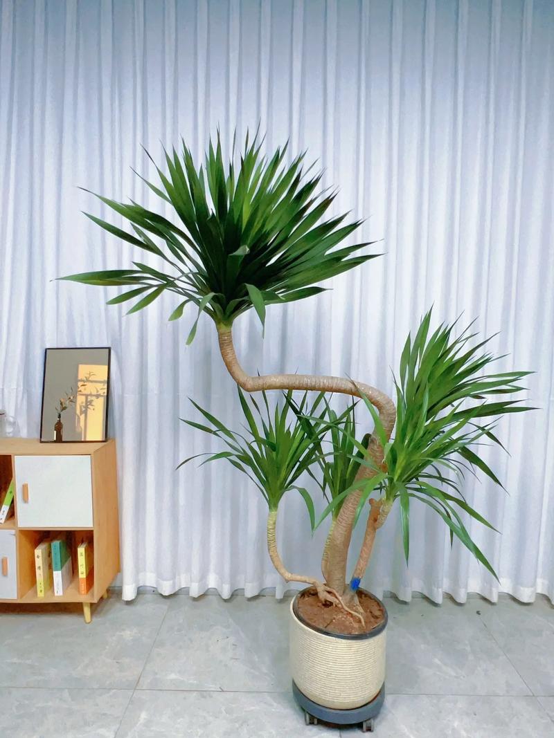 龙血树可以在家养吗？龙血树能不能在家养？-第5张图片-优品飞百科