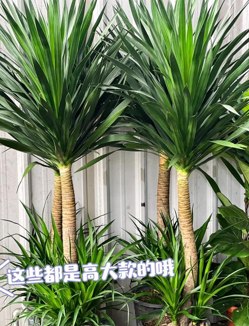 龙血树可以在家养吗？龙血树能不能在家养？-第6张图片-优品飞百科