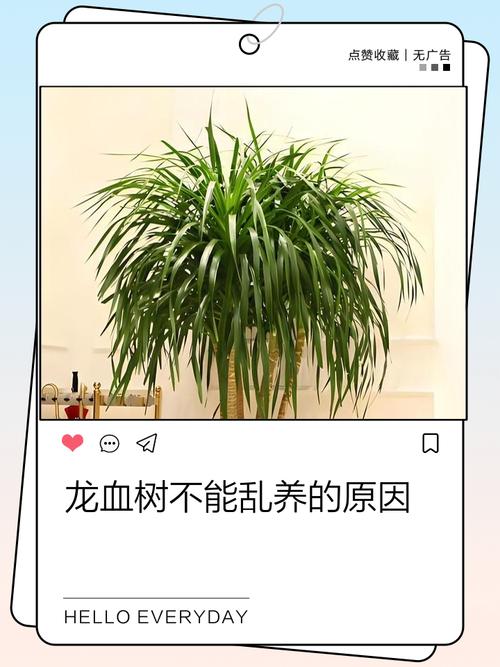 龙血树可以在家养吗？龙血树能不能在家养？-第7张图片-优品飞百科