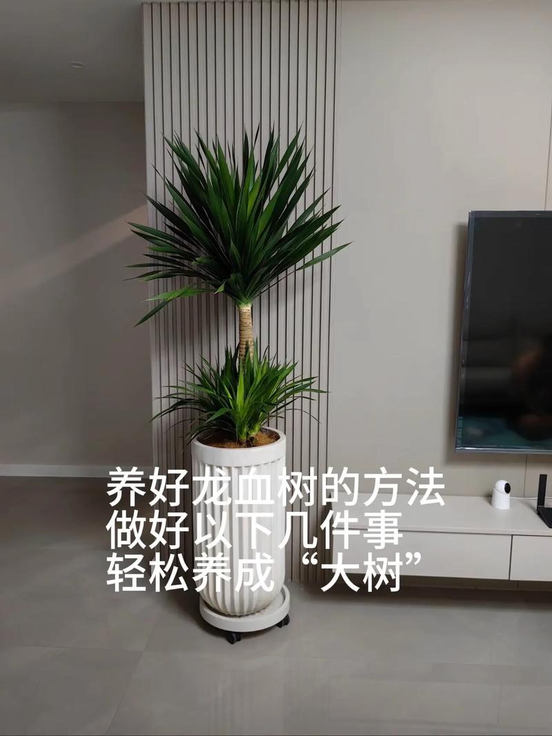 龙血树可以在家养吗？龙血树能不能在家养？-第8张图片-优品飞百科
