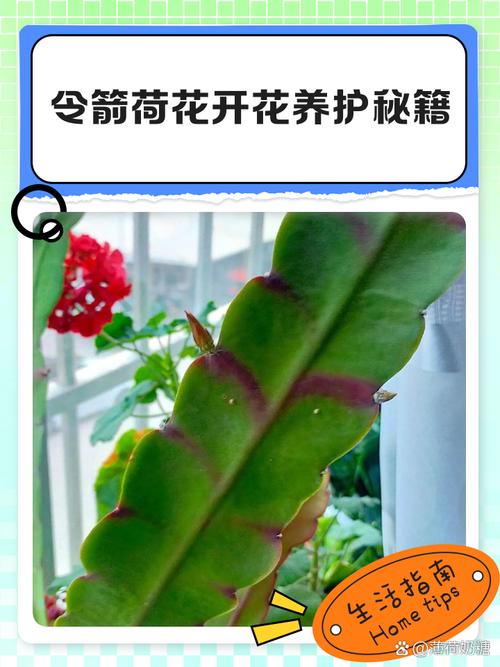 令箭荷花的功效与作用，令箭荷花食用价值？-第2张图片-优品飞百科