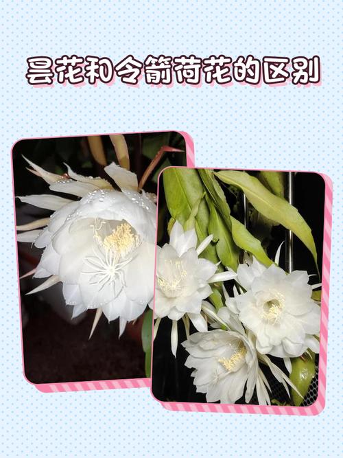 令箭荷花的功效与作用，令箭荷花食用价值？-第3张图片-优品飞百科