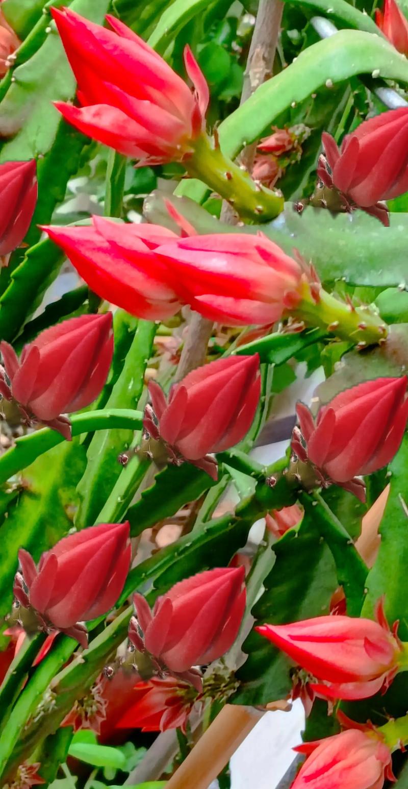 令箭荷花的功效与作用，令箭荷花食用价值？-第6张图片-优品飞百科