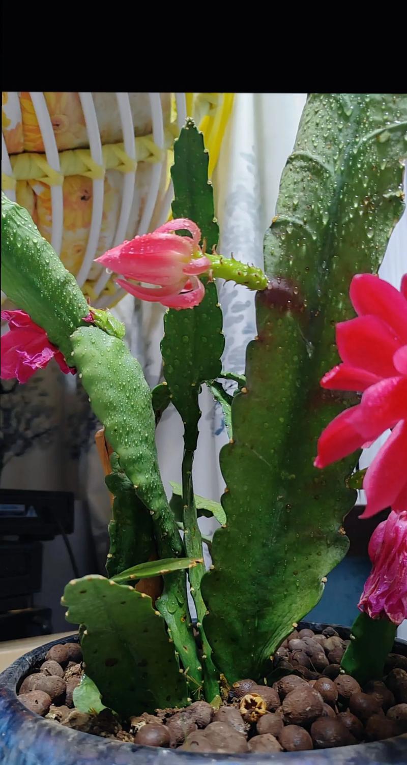 令箭荷花的功效与作用，令箭荷花食用价值？-第5张图片-优品飞百科