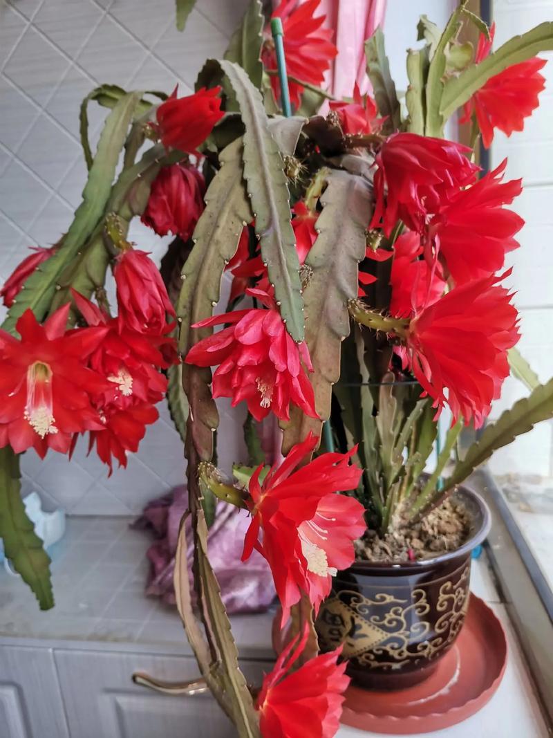 令箭荷花的功效与作用，令箭荷花食用价值？-第7张图片-优品飞百科