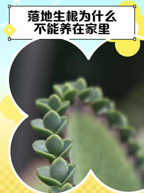 落叶生根适合室内养吗，落叶生根盆栽？