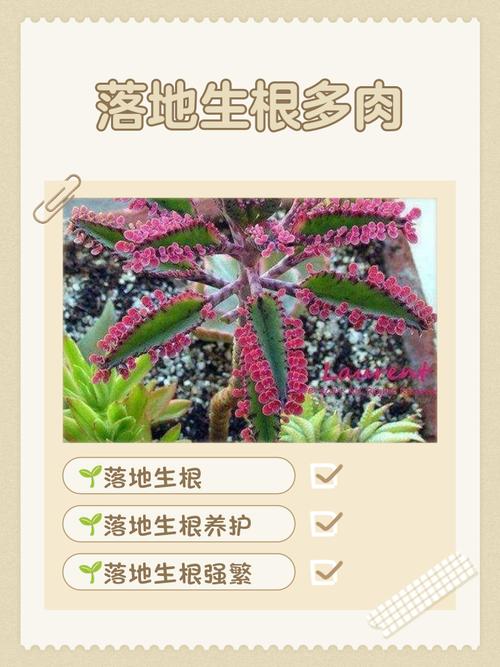 落叶生根适合室内养吗，落叶生根盆栽？-第2张图片-优品飞百科