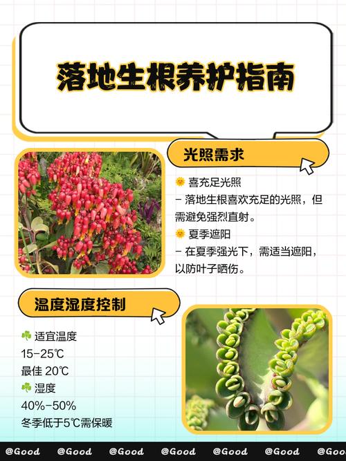 落叶生根适合室内养吗，落叶生根盆栽？-第3张图片-优品飞百科