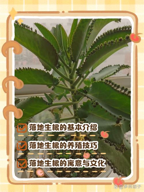 落叶生根适合室内养吗，落叶生根盆栽？-第6张图片-优品飞百科