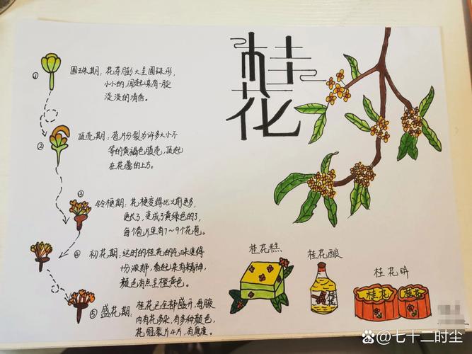 小小“桂花”用处可真多,晒干后,能泡茶也能做糕点的简单介绍-第4张图片-优品飞百科 小小“桂花”用处可真多,晒干后,能泡茶也能做糕点的简单介绍-第4张图片-优品飞百科