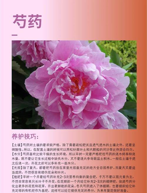 扬州适合养什么花,市花和市树是什么,扬州比较好看的花长什么样?-第1张图片-优品飞百科 扬州适合养什么花,市花和市树是什么,扬州比较好看的花长什么样?-第1张图片-优品飞百科