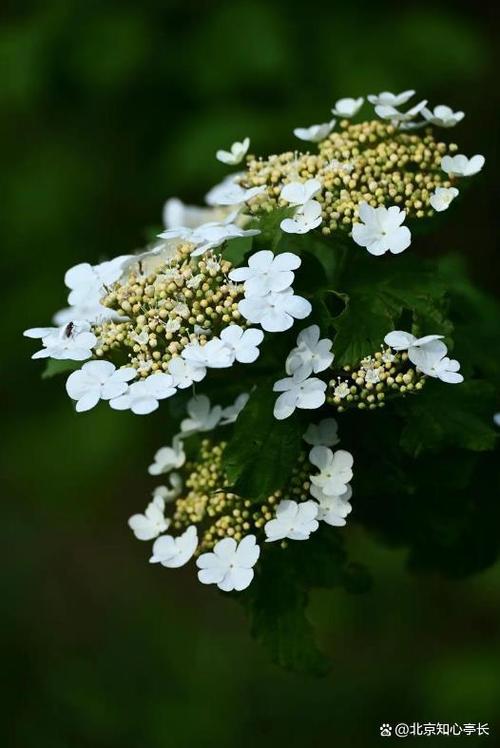 扬州适合养什么花,市花和市树是什么,扬州比较好看的花长什么样?-第2张图片-优品飞百科 扬州适合养什么花,市花和市树是什么,扬州比较好看的花长什么样?-第2张图片-优品飞百科