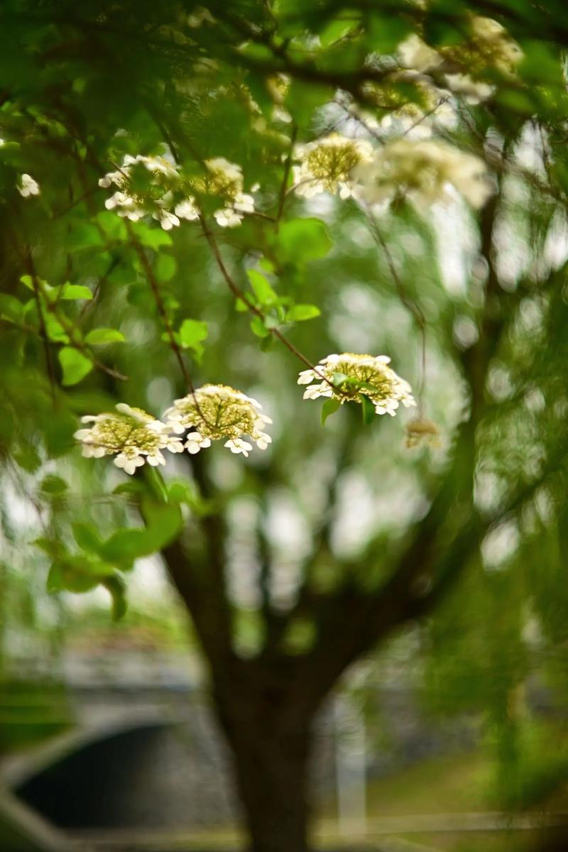 扬州适合养什么花,市花和市树是什么,扬州比较好看的花长什么样?-第3张图片-优品飞百科 扬州适合养什么花,市花和市树是什么,扬州比较好看的花长什么样?-第3张图片-优品飞百科
