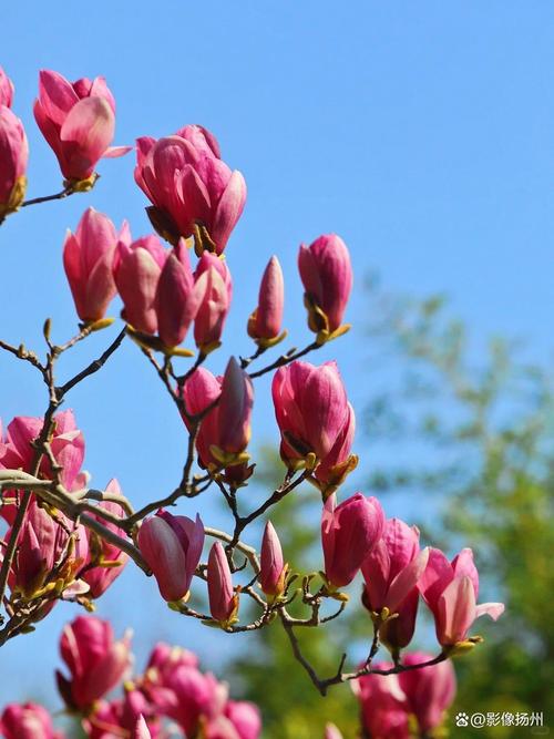 扬州适合养什么花,市花和市树是什么,扬州比较好看的花长什么样?-第4张图片-优品飞百科 扬州适合养什么花,市花和市树是什么,扬州比较好看的花长什么样?-第4张图片-优品飞百科