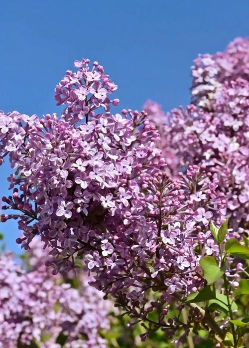 大庆适合养什么花，大庆种什么