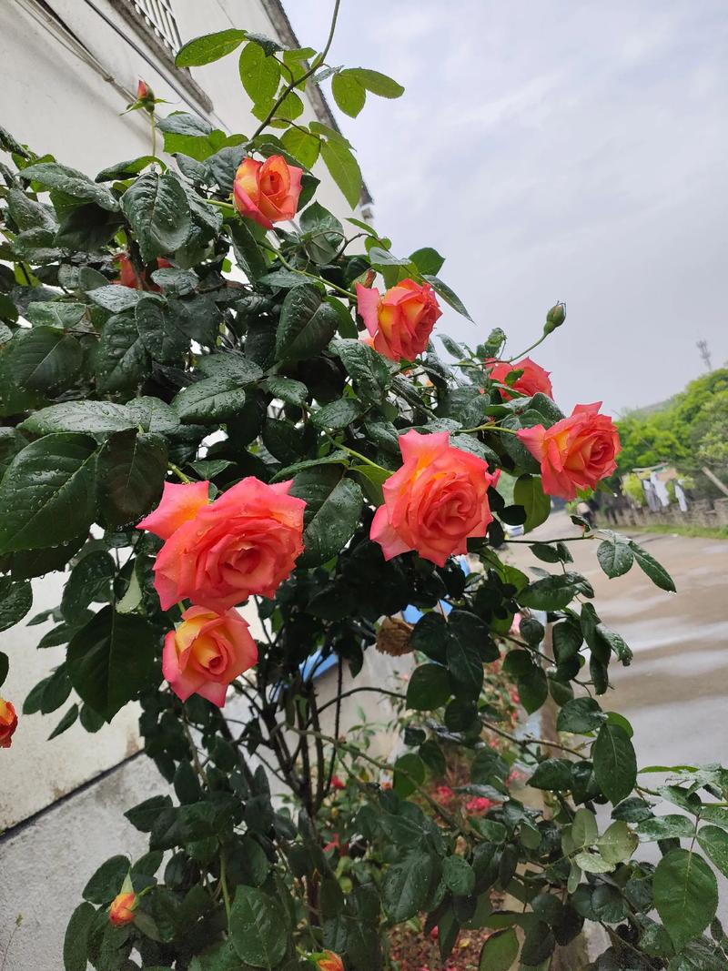 大庆适合养什么花，大庆种什么-第2张图片-优品飞百科