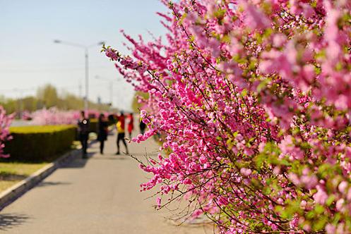 大庆适合养什么花，大庆种什么-第3张图片-优品飞百科