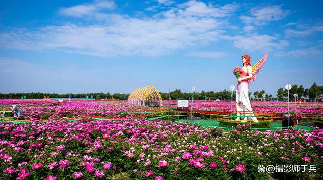 大庆适合养什么花，大庆种什么-第4张图片-优品飞百科