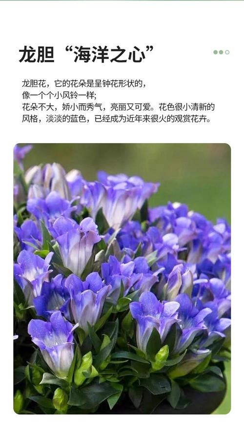 大庆适合养什么花，大庆种什么-第6张图片-优品飞百科