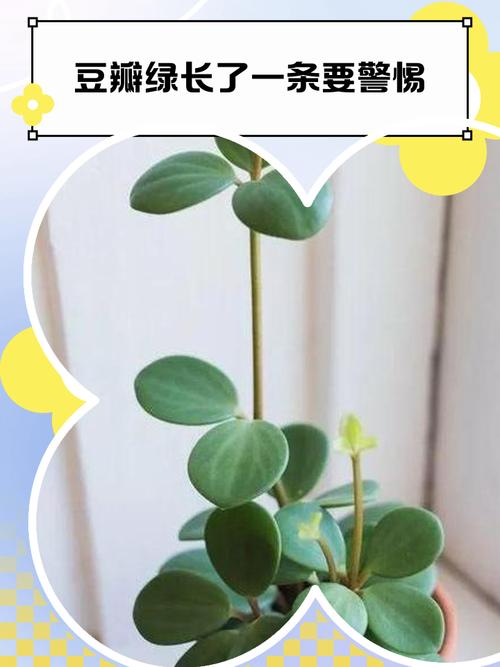 豆瓣绿防辐射吗，豆瓣绿有毒吗放室内好吗-第1张图片-优品飞百科