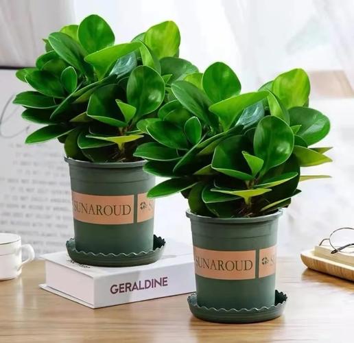 豆瓣绿防辐射吗，豆瓣绿有毒吗放室内好吗-第2张图片-优品飞百科