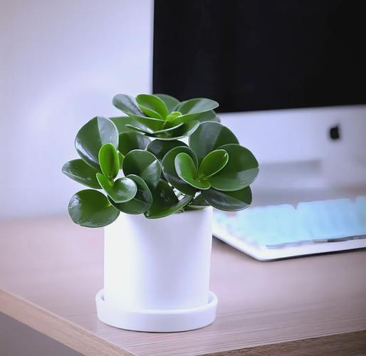 豆瓣绿防辐射吗，豆瓣绿有毒吗放室内好吗-第3张图片-优品飞百科