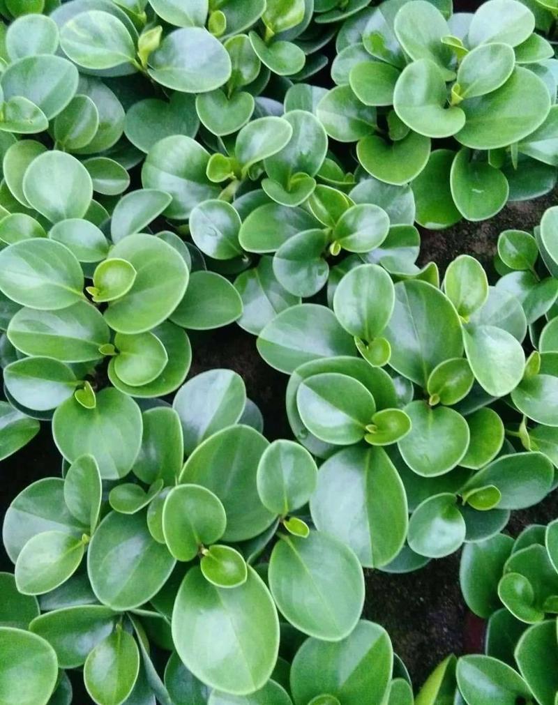 豆瓣绿防辐射吗，豆瓣绿有毒吗放室内好吗-第6张图片-优品飞百科