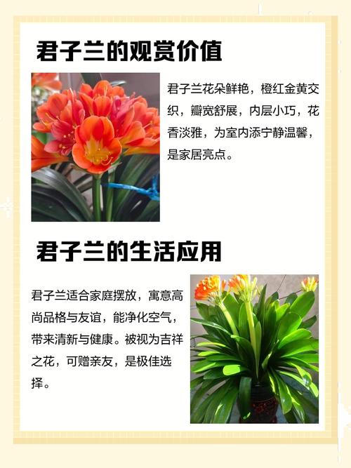 君子兰摆放哪里好，君子兰放在哪比较好？-第1张图片-优品飞百科