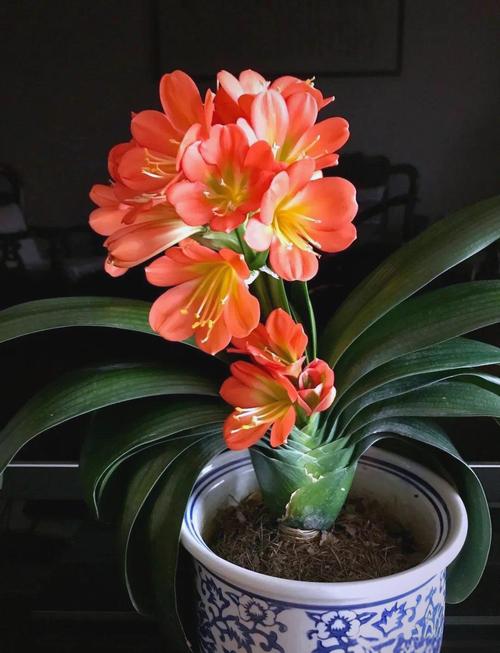 君子兰摆放哪里好，君子兰放在哪比较好？-第3张图片-优品飞百科