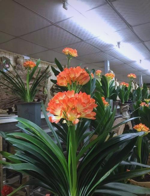 君子兰摆放哪里好，君子兰放在哪比较好？-第4张图片-优品飞百科