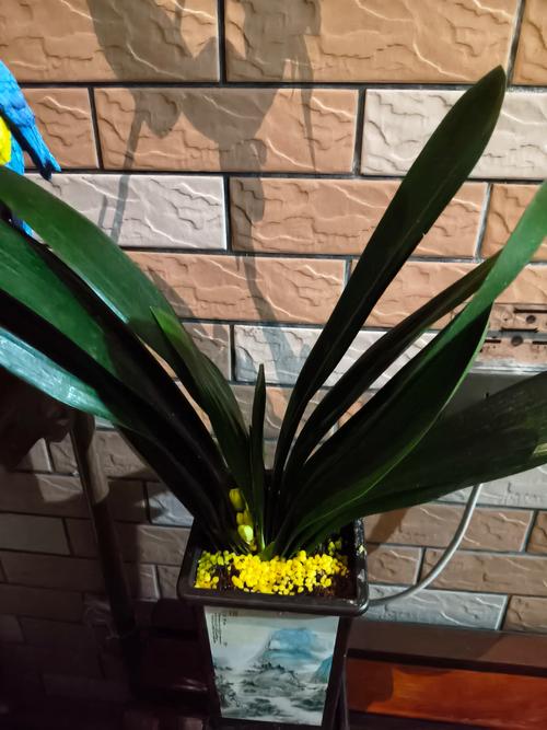 君子兰摆放哪里好，君子兰放在哪比较好？-第5张图片-优品飞百科