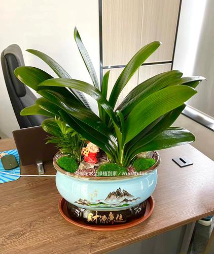君子兰摆放哪里好，君子兰放在哪比较好？-第6张图片-优品飞百科