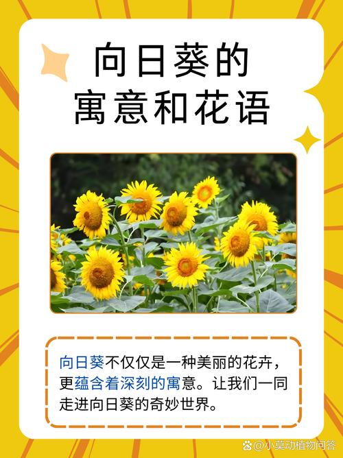 向日葵满天星搭配的意义，适合送什么人，向日葵满天星混搭花束-第5张图片-优品飞百科