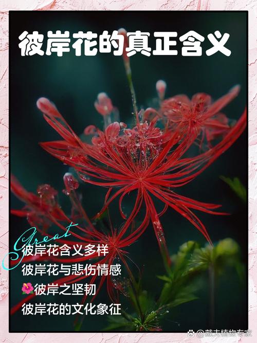 曼珠沙华的花语，曼珠沙华图片，曼珠沙华有什么寓意