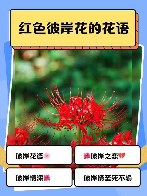 曼珠沙华的花语,曼珠沙华图片,曼珠沙华有什么寓意-第2张图片-优品飞百科 曼珠沙华的花语,曼珠沙华图片,曼珠沙华有什么寓意-第2张图片-优品飞百科