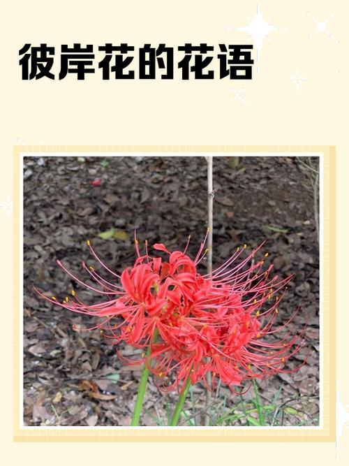 曼珠沙华的花语,曼珠沙华图片,曼珠沙华有什么寓意-第3张图片-优品飞百科 曼珠沙华的花语,曼珠沙华图片,曼珠沙华有什么寓意-第3张图片-优品飞百科