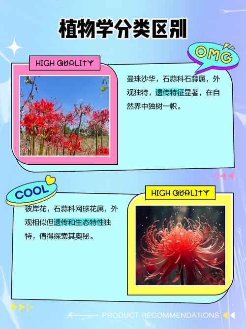 曼珠沙华的花语,曼珠沙华图片,曼珠沙华有什么寓意-第4张图片-优品飞百科 曼珠沙华的花语,曼珠沙华图片,曼珠沙华有什么寓意-第4张图片-优品飞百科